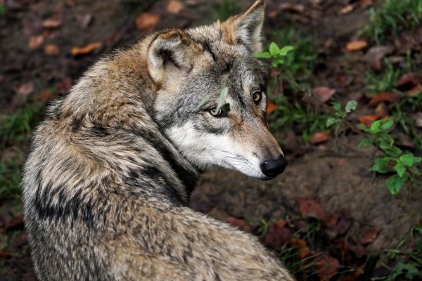 Foto von einem Wolf im Tierpark Olderdissen.