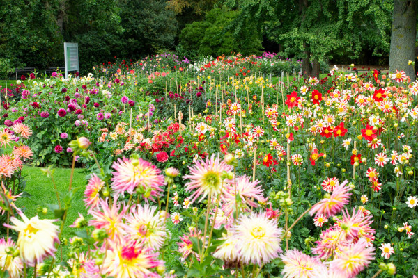 Blumenbeet mit Dahlien im Nordpark