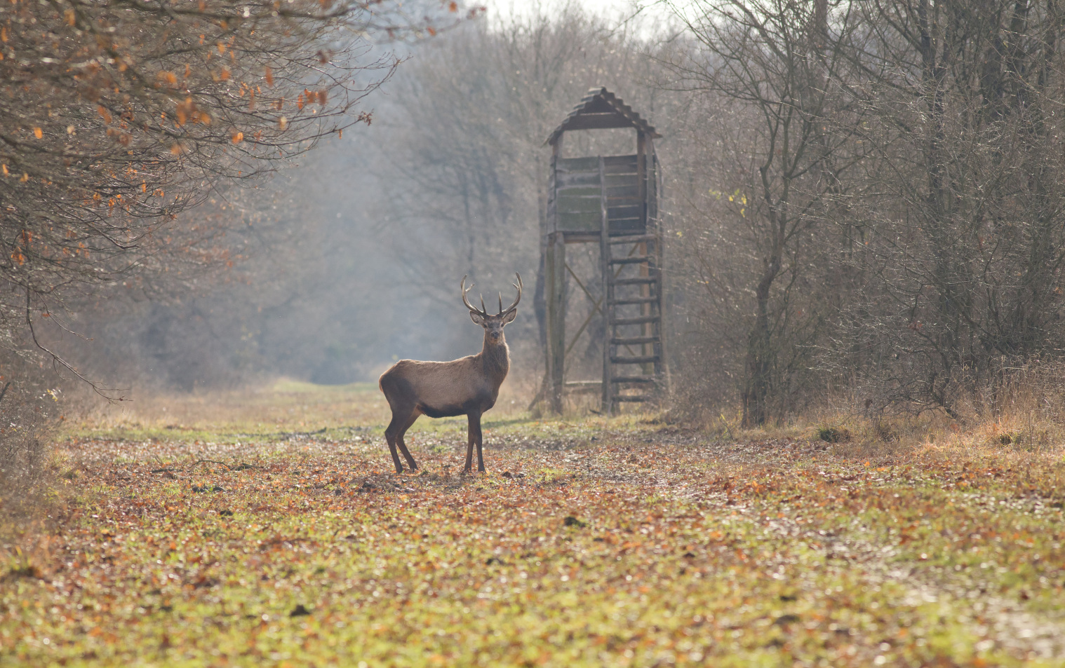 Hirsch auf einer Lichtung