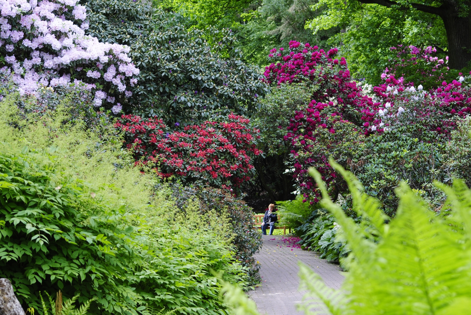 21+ schön Sammlung Bielefeld Botanischer Garten Y1