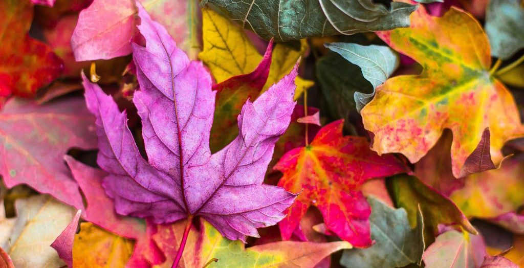Ahorn Blätter in Herbstfarben