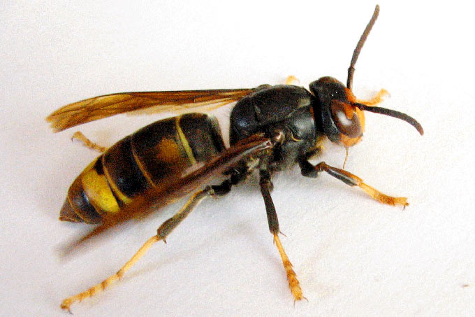 Asiatische Hornisse | © Francis Ithurburu (CC BY-SA 3.0) © Francis Ithurburu (CC BY-SA 3.0)