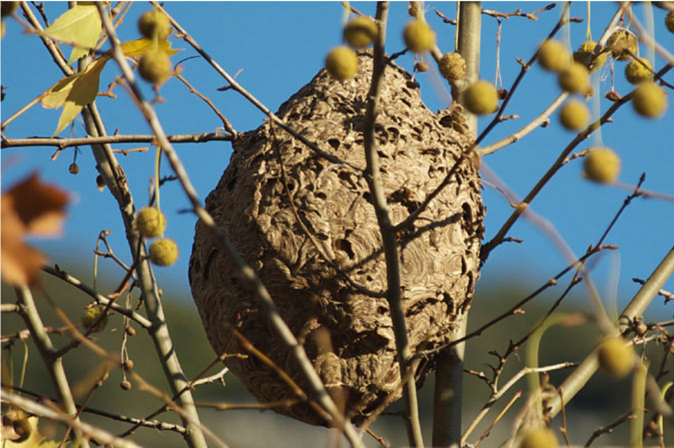 Nest einer Asiatische Hornisse hängt an Strauch