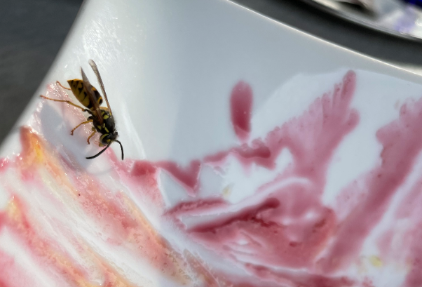 Deutsche Wespe hat Appetit auf Kohlenhydrate 