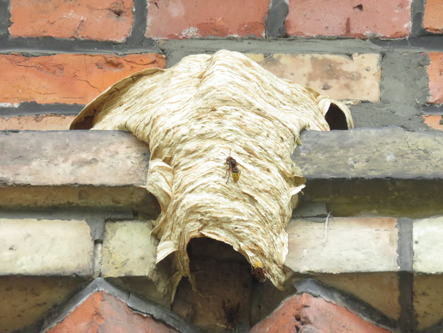 Bei Platzmangel wird nach außen weitergebaut 