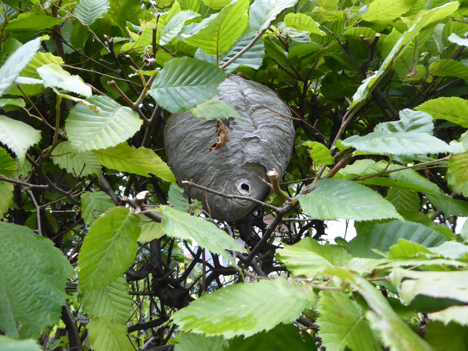 Freinister in Hecke | Foto: Marieluise Bongards 