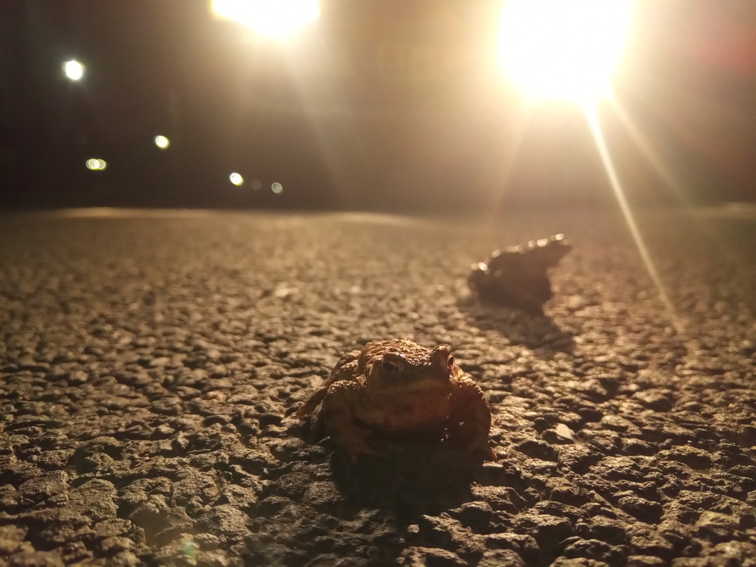 Kröten auf der Straße