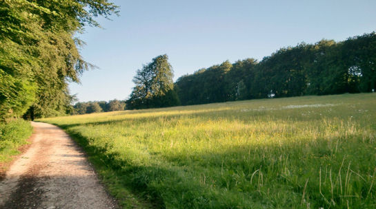 Ochsenheide: Halbtrockenrasen