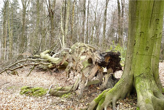 Foto: Totholz im Stadtwald am Heimat-Tierpark Olderdissen