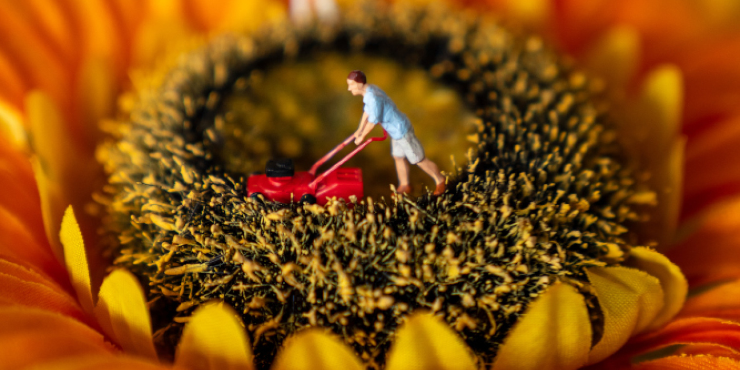 Die Blüte einer Sonnenblume, in der eine kleine Figur mit einem Rasenmäher Kreise zieht.