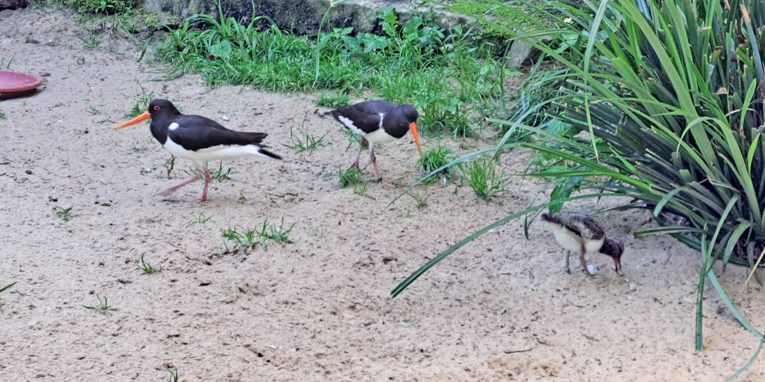 Der kleine Austernfischer wuselt viel durch sein neues Zuhause und ist daher gar nicht so leicht vor die Kamera zu bekommen. Foto: Umweltbetrieb/Stadt Bielefeld