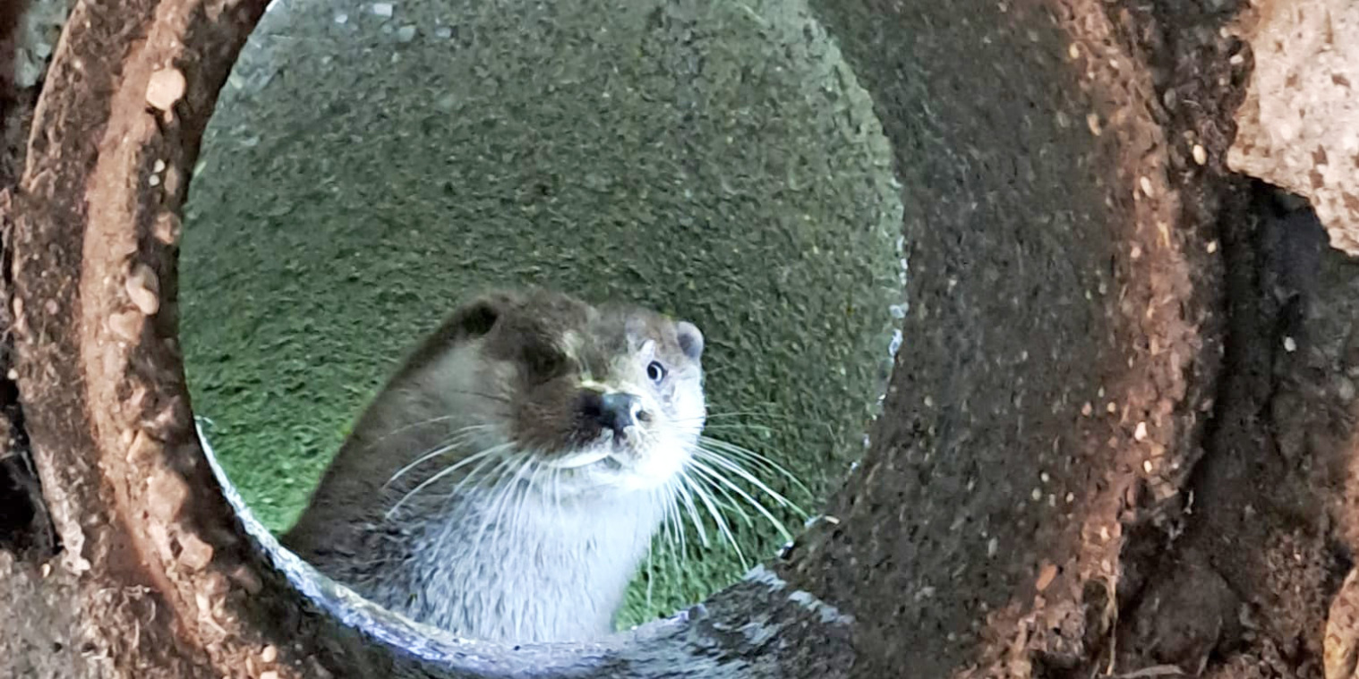 Die Otterdame Elli ist aktuell noch sehr scheu und kann nur mit viel Glück beobachtet werden. Foto: Umweltbetrieb/Stadt Bielefeld