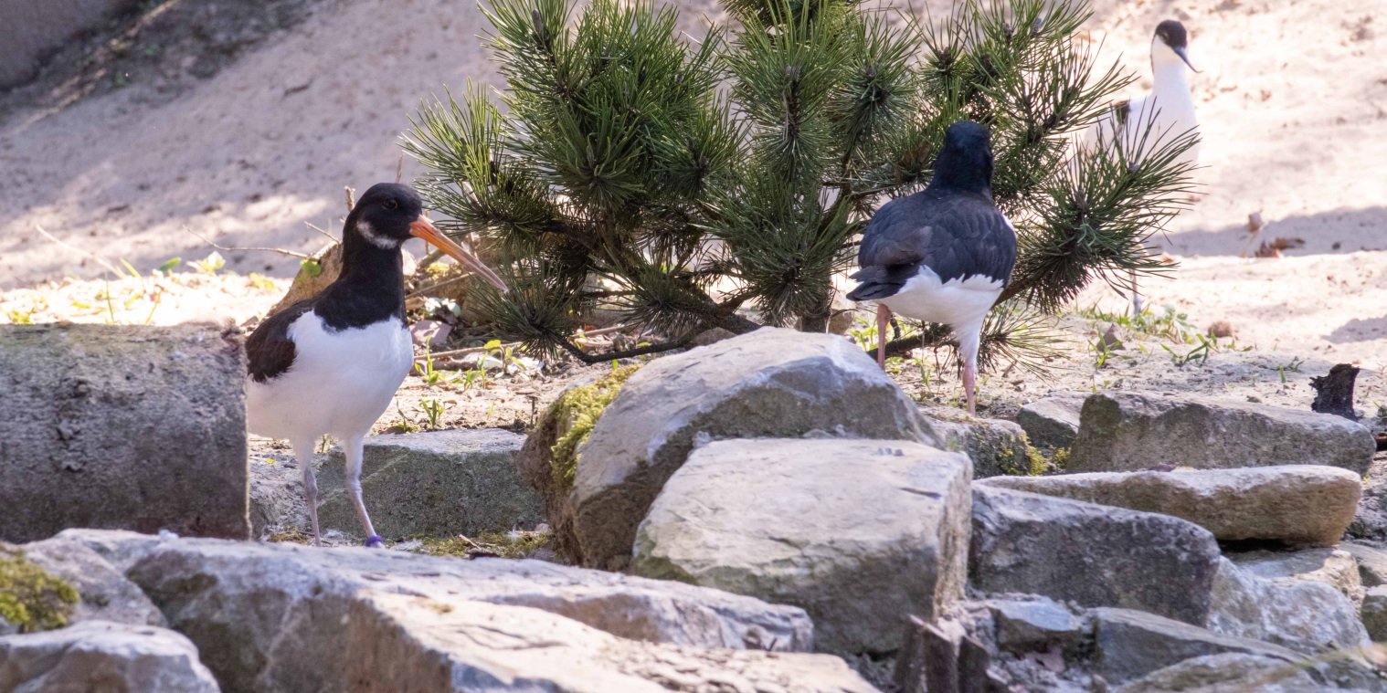 Die Eltern des kleinen Austernfischers sind 2023 in die neue Strandvoliere eingezogen. Foto: Umweltbetrieb/Stadt Bielefeld