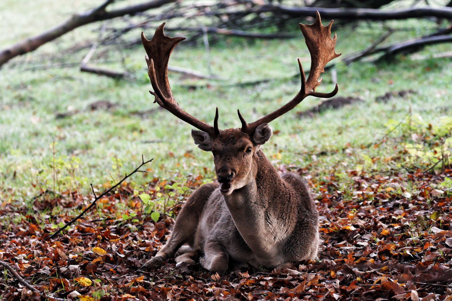 Als erstes ist der Rothirsch in der Brunftzeit im Tierpark Olderdissen aktiv. Foto: Steve McAlpine