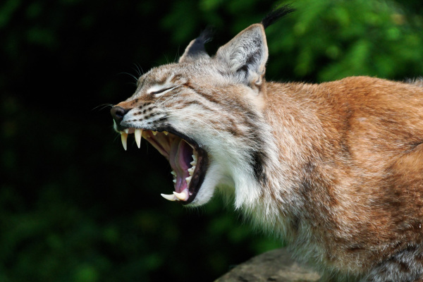 Luchs im Tierpark Olderdissen