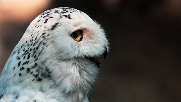 Schnee-Eule im Tierpark Olderdissen