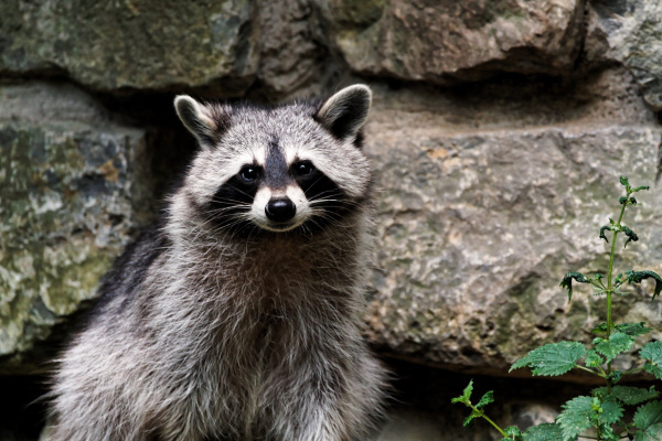 Waschbär im Tierpark Olderdissen