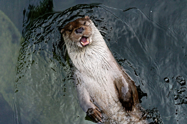 Fischotter schwimmt auf dem Rücken im Wasser