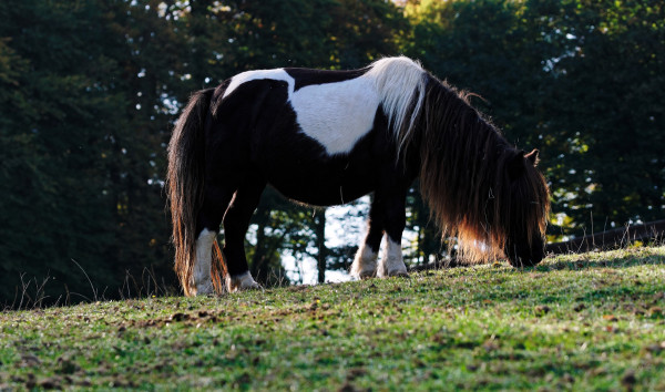 Shetlandpony im Tierpark Olderdissen