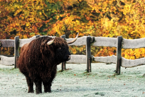 Schottisches Hochlandrind im Tierpark Olderdissen