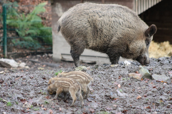 Wildschwein mit zwei Frischlingen Wildschwein mit zwei Frischlingen
