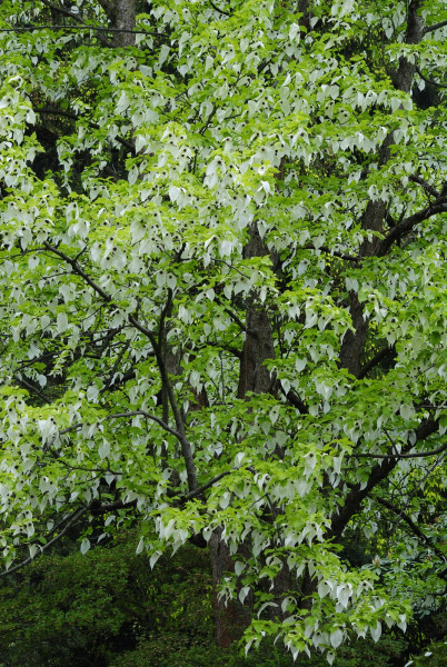 Taschentuchbaum im Botanischen Garten.