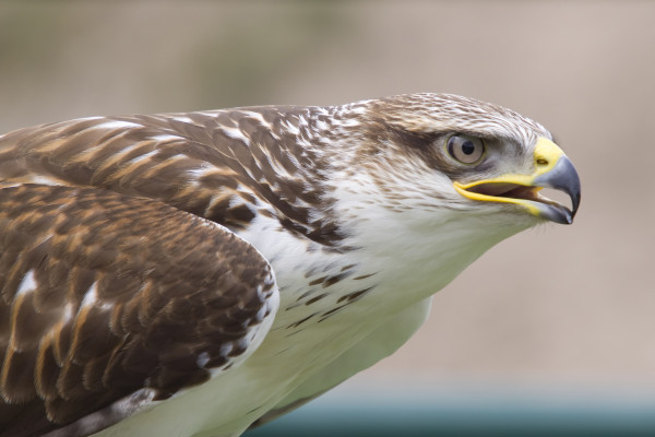 Nahaufnahme von einem Bussard