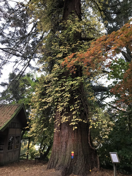 Mammutbaum im Botanischen Garten