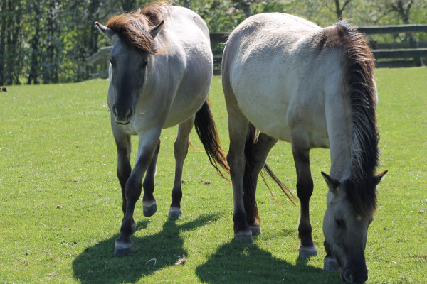 Tarpane im Tierpark Olderdissen