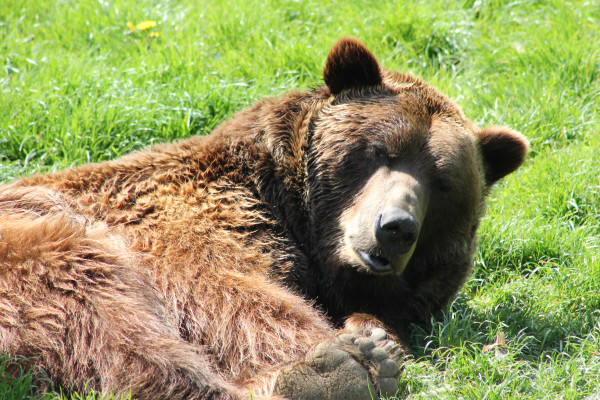 Braunbär sonnt sich im Gras