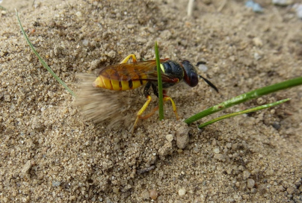 Bienenwolf, Fotografin: Marieluise Bongards