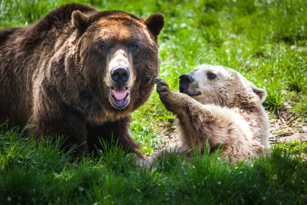 Die Bären im Tierpark Olderdissen: Jule und Max