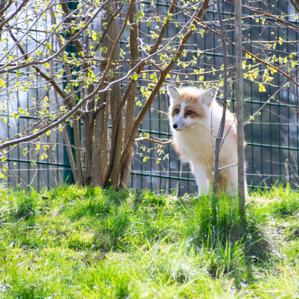 Rotfuchs Akeno im Tierpark Olderdissen