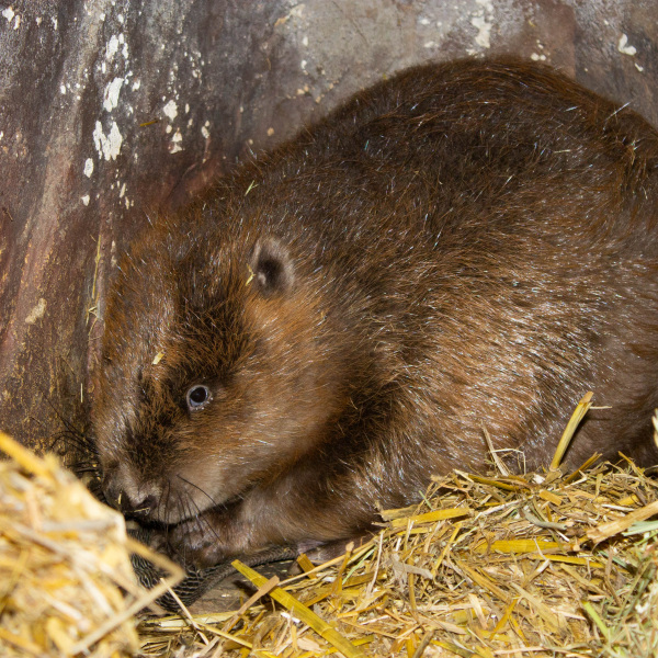 Biber-Dame Meret im Tierpark Olderdissen