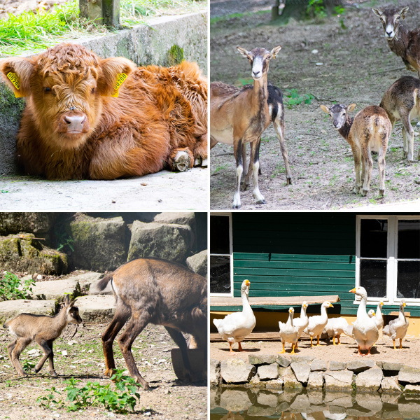 Collage mit Tierbabys aus Olderdissen: Schottisches Hochlandrind, Mufflon, Gams und Cholmogory Gans