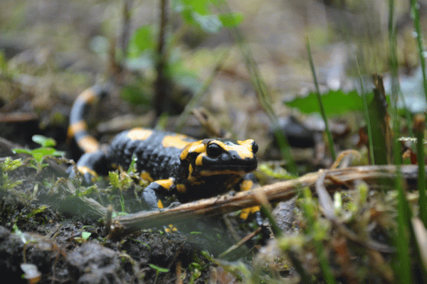 Feuersalamander; © Stadt Bielefeld Umweltamt
