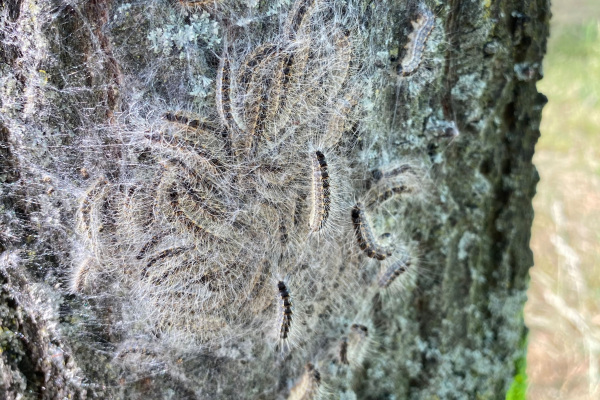 Eichenprozessionsspinner an einem Baum