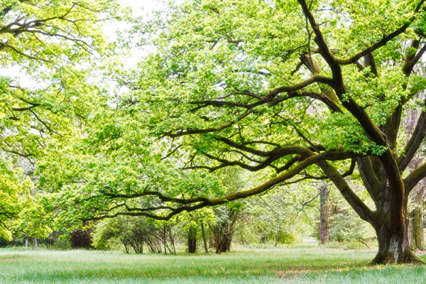 Baum Baum
