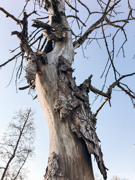 Abgestorbener Baum Abgestorbener Baum