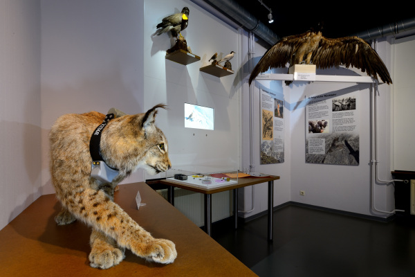 Ein ausgestopfter Luchs im Naturkunde-Museum.