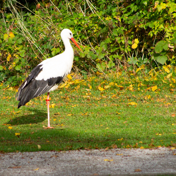 Storch Frau Meier