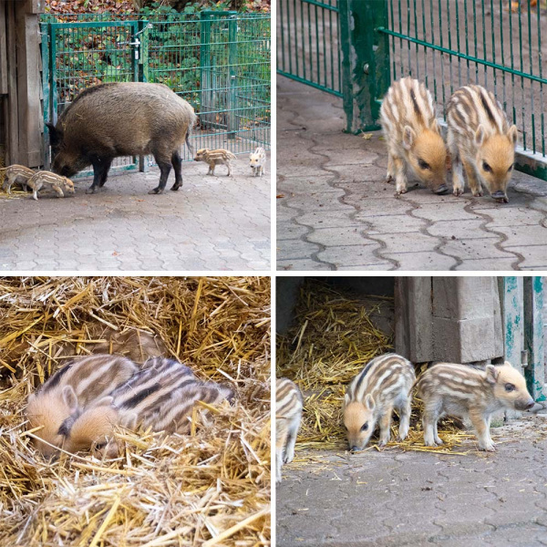 Frischlinge im Tierpark Olderdissen.