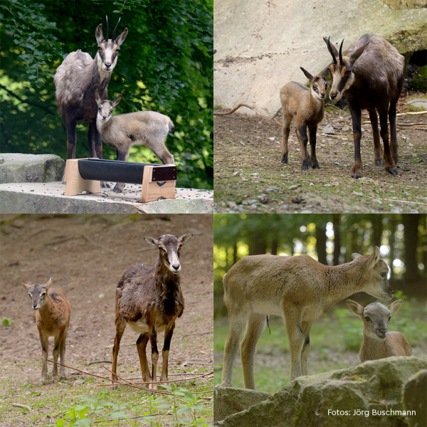 Gams und Mufflon Nachwuchs im Tierpark Olderdissen. Foto: Jörg Buschmann.