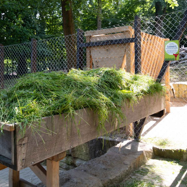 Futtertrog mit frischem Gras