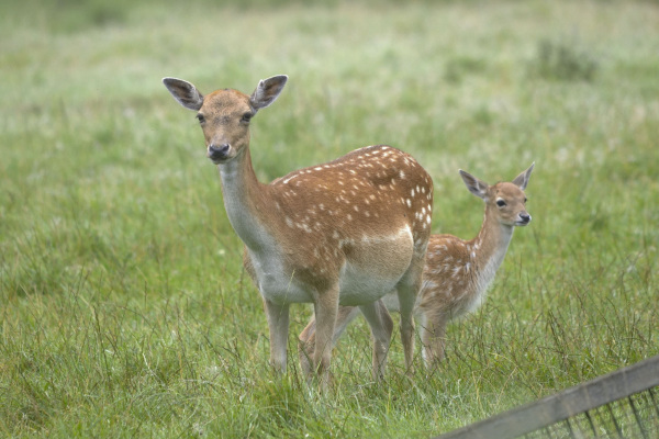 Nachwuchs beim Damwild im Tierpark Olderdissen. Foto: Umweltbetrieb Stadt Bielefeld