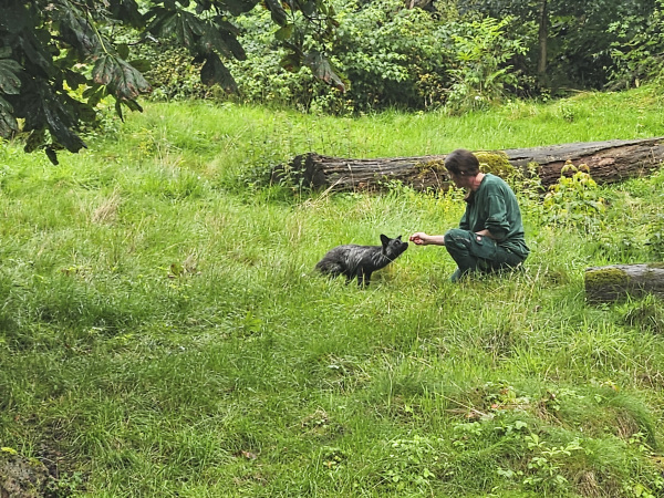 Ein Silberfuchs wird von Hand gefüttert.