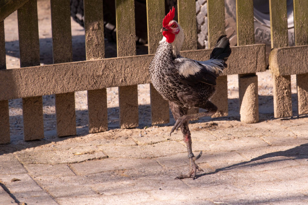 Ein Zwergkämpfer im Tierpark Olderdissen