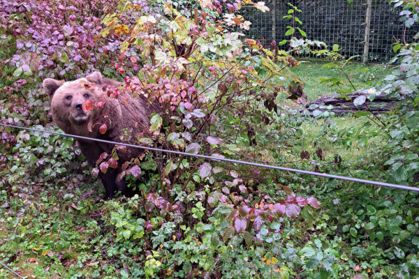 Braunbärin Jojo in der Außenanlage des Bärenhauses im Tierpark Olderdissen