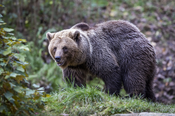 Bärin Flocon lebt seit Oktober 2023 zusammen mit ihrer Schwester Jojo im Tierpark Olderdissen.