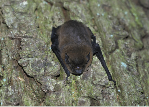 Zwergfledermaus
